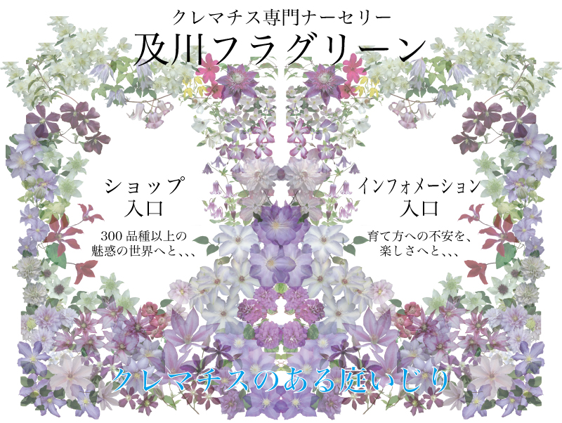 クレマチス