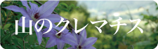 クレマチス　自生地