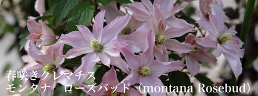 クレマチス　果球