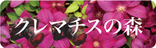 クレマチス　写真
