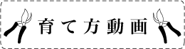 クレマチス