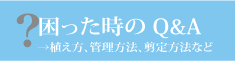 クレマチス　質問
