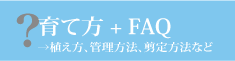 クレマチス　育て方