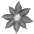 clematis