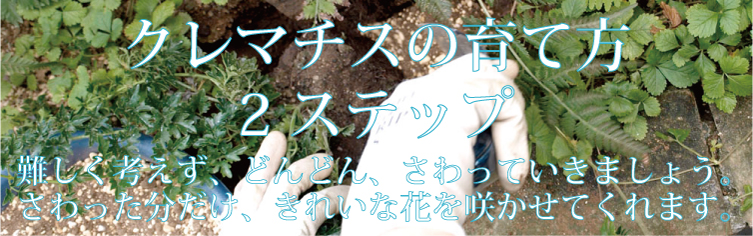 クレマチス　育て方