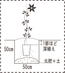 クレマチス　植え方