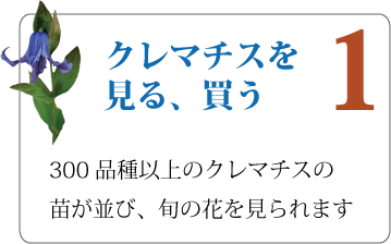 クレマチス　直売所