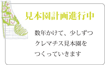 クレマチス　直売所